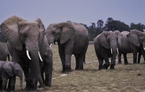 Le nombre d’éléphants a doublé en 30 ans au Kenya