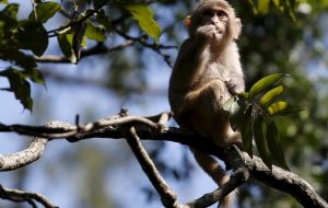 Le WWF alerte sur le déclin spectaculaire de la population mondiale de vertébrés sauvages