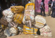 Forécariah : 225 kg de chanvre indien saisis…