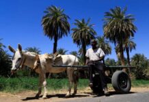 Environnement : le trafic de peaux d’âne vers la Chine décime le cheptel africain