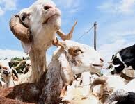 Au Sénégal, avant la fête de la Tabaski, chacun cherche son mouton